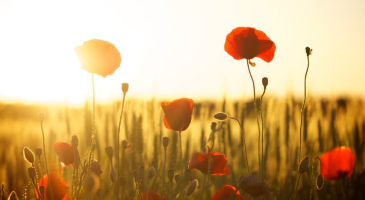 poppies-174276 (Credit Dani Géza from Pixabay)