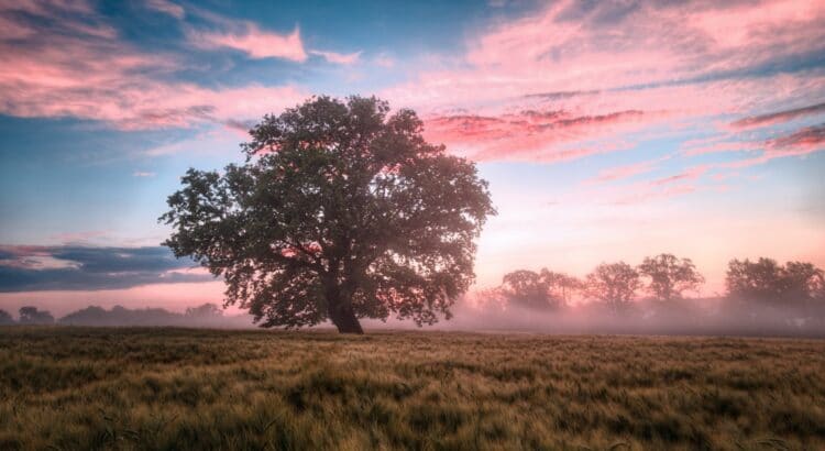 Beautiful field and tree