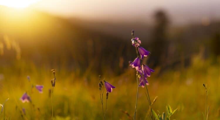 Flowers in a warm field