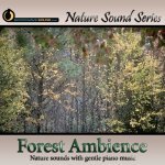 Relaxing Forest Ambience - with relaxing music Picture